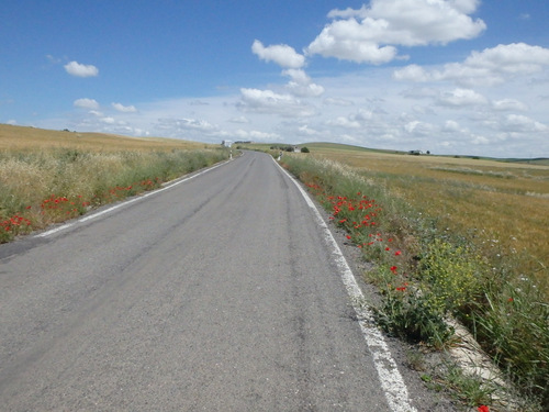 Poppy lined road.